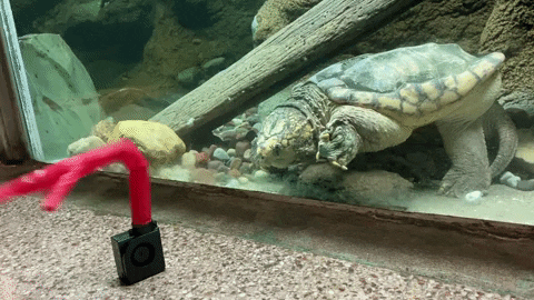 Turtle